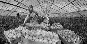 Picks: Verkhnemullinsky State Farm