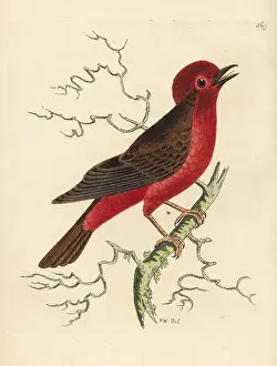 Coronata: Vermilion flycatcher, Pyrocephalus rubinus