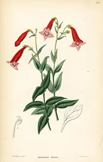 Penstemon: Vermilion penstemon, Penstemon miniatus