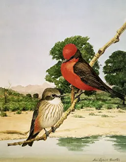 Agassiz: Vermillion Flycatchers, Pyrocephalus rubinus