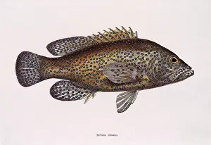 Dotted: Vermillion Seabass