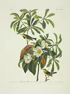 Bachmans: Vermivora bachmanii, Bachman's warbler