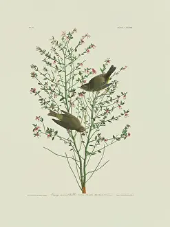 Vermivora: Vermivora celata, orange-crowned warbler