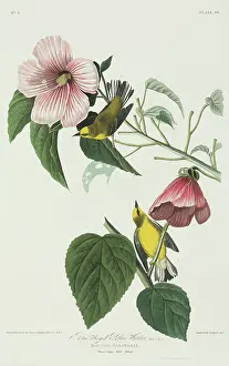 Pinus: Vermivora pinus, blue-winged warbler