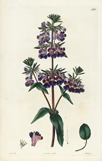 Verna: Vernal collinsia, Collinsia verna