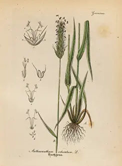 Vanilla: Vernal grass or vanilla grass, Anthoxathum odoratum