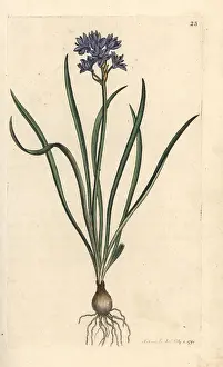 Verna: Vernal or spring squill, Scilla verna
