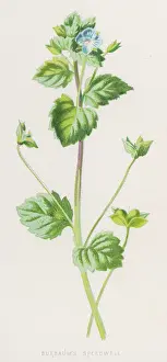 Speedwell: VERONICA BUXBAUMII
