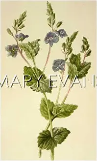 Germander: VERONICA CHAMAEDRIS