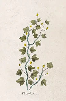Officinalis: VERONICA OFFICINALIS