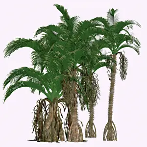 Shrub: Verschaffeltia splendida tree
