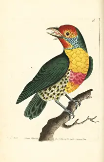 Versicolor: Versicoloured barbet, Eubucco versicolor