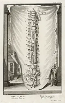 Vertebrae: VERTEBRAE 2