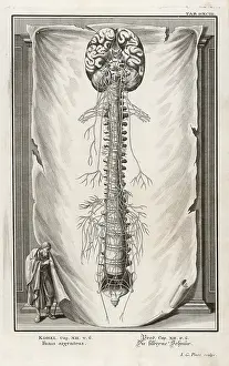 Vertebrae: VERTEBRAE