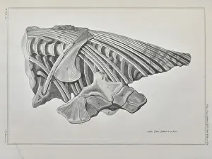 Anning: Vertebrae and ribs of an ichthyosaur