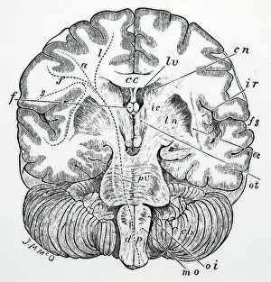 Brain: Vertical transverse section of the human brain