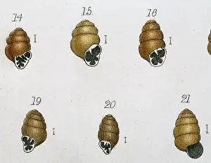 Vertigo: Vertigo sp. marsh whorl snails