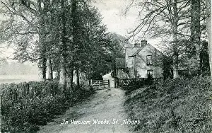 Alban: Verulam Woods, St Alban's, England