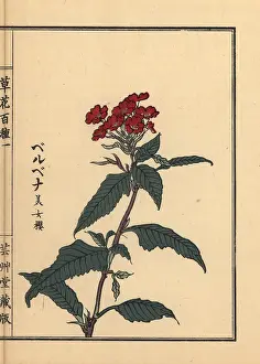 Hyakushu: Vervain, Verbena officinalis
