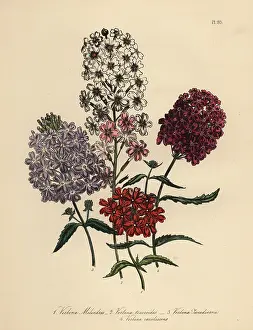 Perennials: Vervain or Verbena species