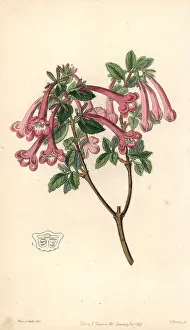 Lindley: Vesalea floribunda