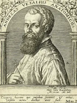 Ammon: Vesalius - Ammon 1650