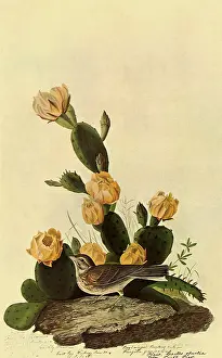 Sparrow: Vesper Sparrow