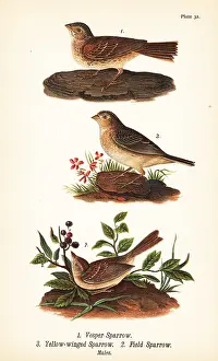 Junco: Vesper sparrow, grasshopper sparrow and field sparrow