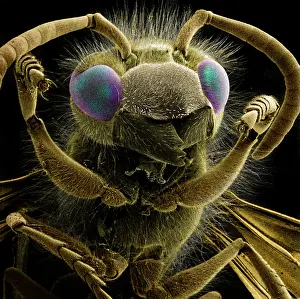 Vespidae: Vespula vulgaris, common wasp
