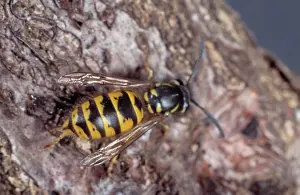 Stripey: Vespula vulgaris, common wasp