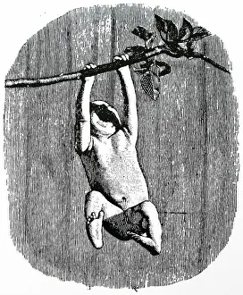 Supporting: Vestigial action. Three weeks old infant supporting