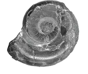Aguirre: Vestinautilus cariniferous, nautiloid