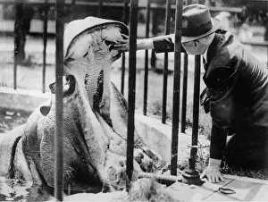 Harkins: A vet deals with a hippo