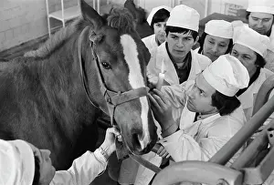 Diseases: Veterinary Academy
