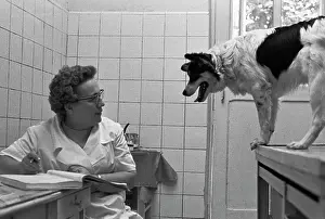 Nosov: Veterinary clinic