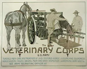 Warlike: The Veterinary Corps
