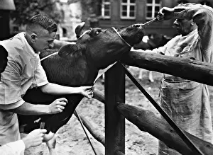 Tuberculosis: Veterinary examination of a cow, 1935