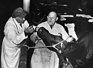 Veterinary: Veterinary examination at the slaughterhouse, 1935