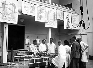 Taught: Veterinary students study animal pieces, 1940