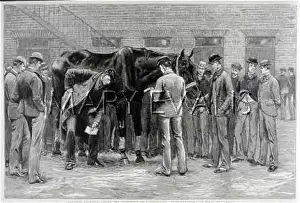 Sounding: VETS EXAMINING HORSE