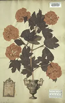Fabidae: Viburnum opulus L. guelder rose