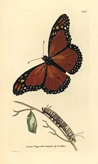 Limenitis: Viceroy butterfly, Limenitis archippus