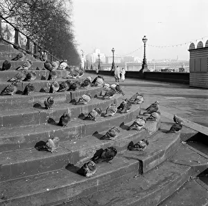 Roosting: Victoria Embankment