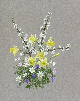 Anemones: Victoria Plum blossom, Daffodils etc