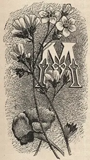Typeface: Victorian Ephemera - 1894, M, font, typeface