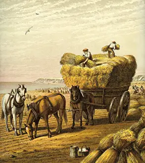 Sheaves: Victorian Farmyard (The harvest)