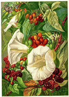 Chromo: Victorian illustration, September and October