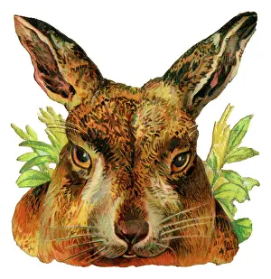 Hares: Victorian Scrap - Head of Hare