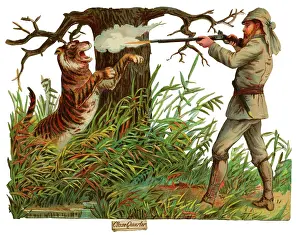 Scrap: Victorian Scrap, hunter shooting tiger