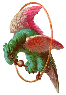 Scraps: Victorian Scrap, parrot on a hoop perch